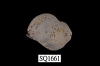 藏品(紫口珊瑚螺)的圖片